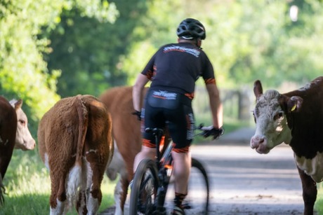 Fietser en koeien delen fietspad