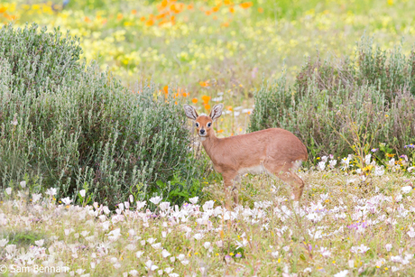 Between the flowers