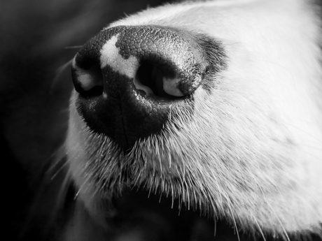 A dogs nose ...