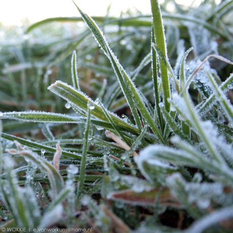 Melting grass