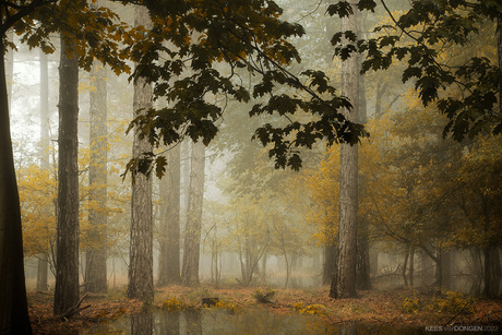 Misty Woodland IIII