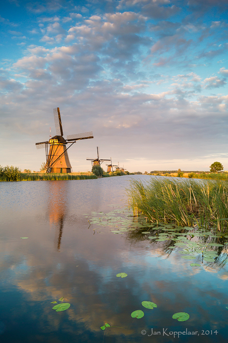 Kinderdijk in avondlicht