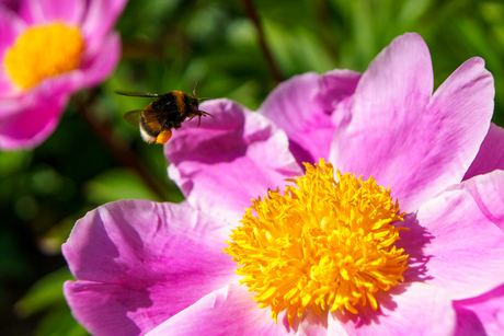 hommel over bloem