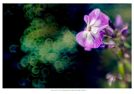 Purple flower with green bubbles