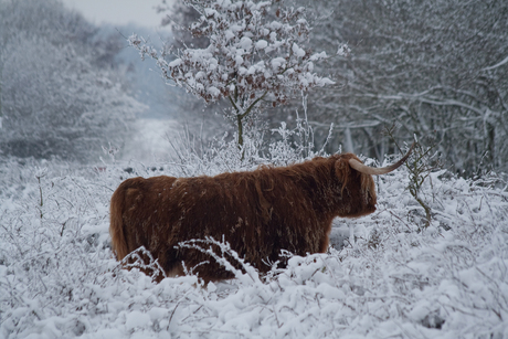 Schotse Hooglander in de sneeuw