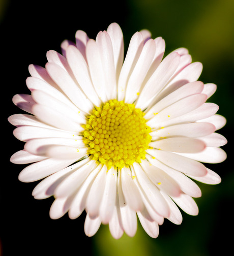 Flower Macro