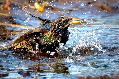  Vogels