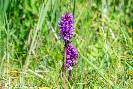 Wilde orchidee