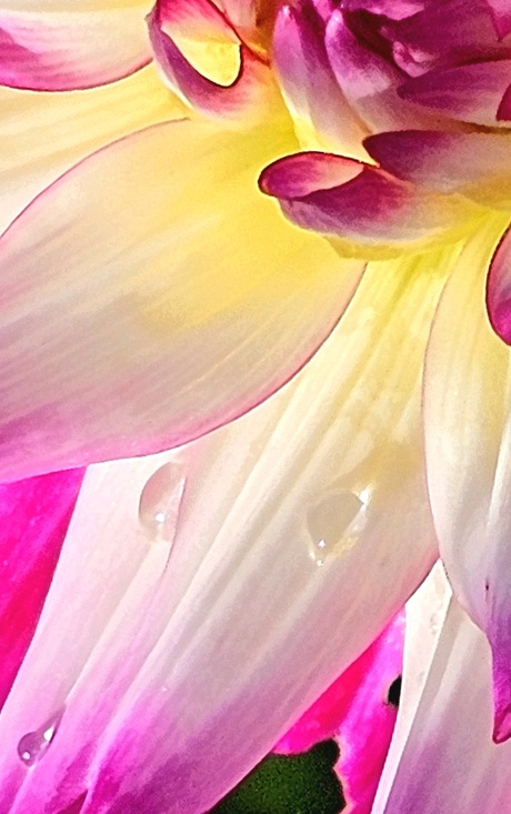 Flowelicious