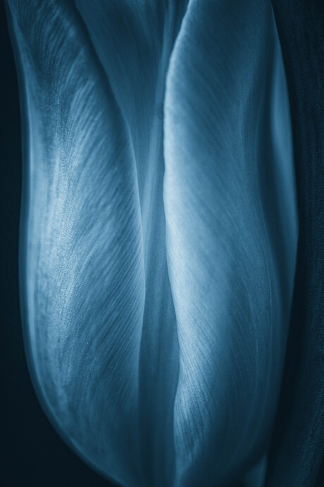 Tulip in Blue