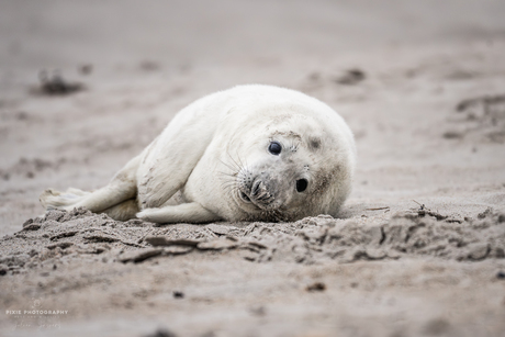 Zeehonden spotten in Helgoland