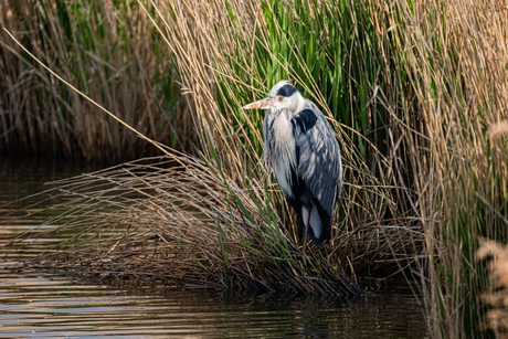 Reiger