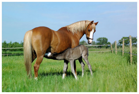 Hudson Welsh Pony