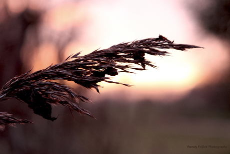 detail bij zonsondergang