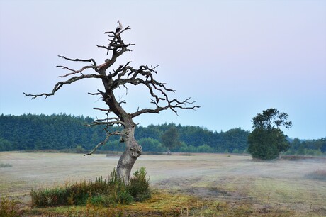 De boom van Gasteren met de ooievaar in top