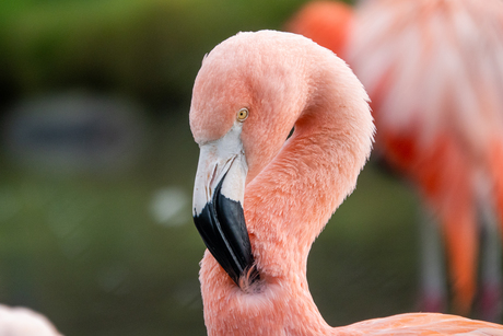 poetsende flamingo
