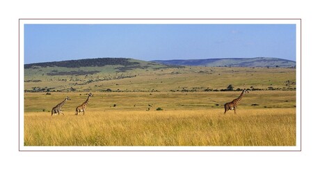 Giraffen in Kenia