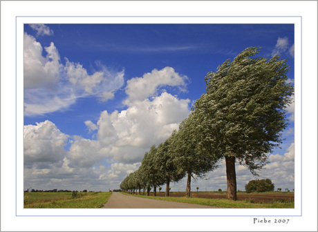 Trees in a row