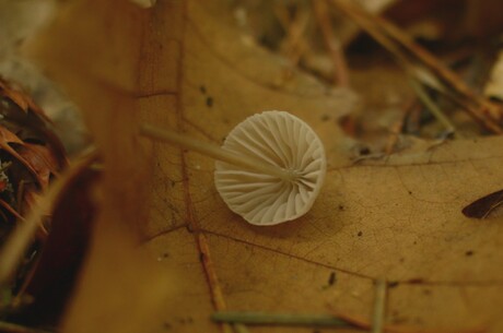 Ondersteboven van jou!