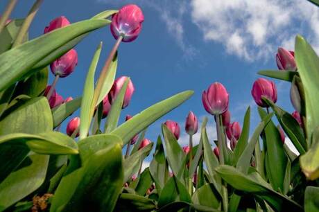 Hoge tulpen vangen veel...