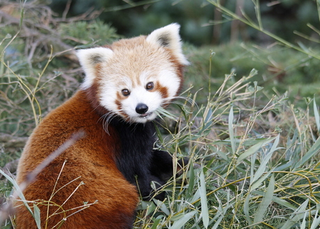 kleine rode panda