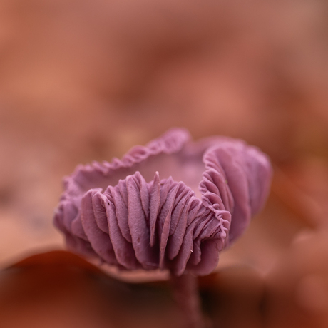 Kunst in de natuur