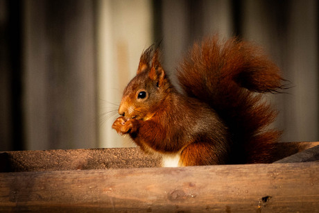 Eekhoorn in eigen tuin