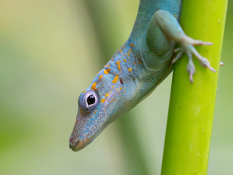 De marmeranolis