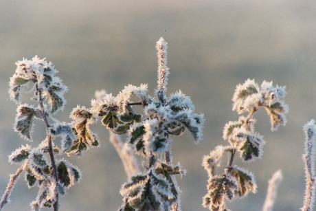 Winters beeld