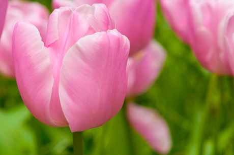 Tulpen uit Amsterdam uuuhh LISSE