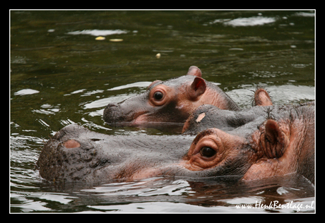 Ma en baby nijlpaard in het water