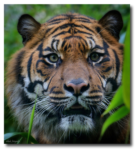 Sumatran Tiger (M)