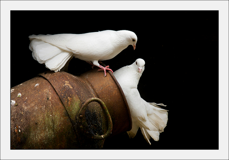 Duiven op een melkbus