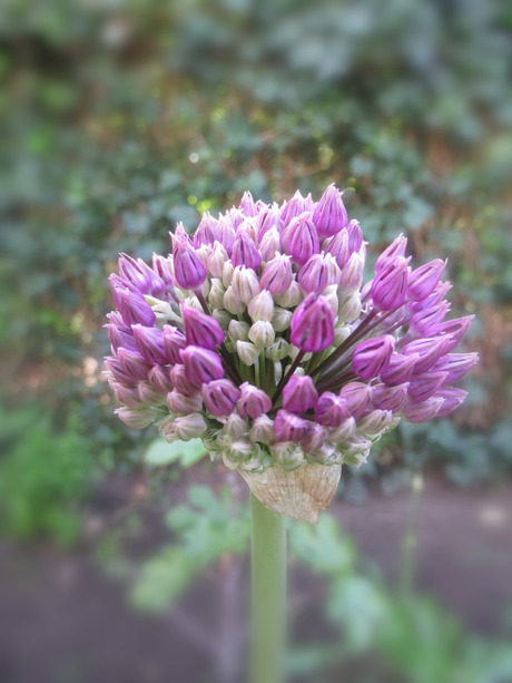 Allium