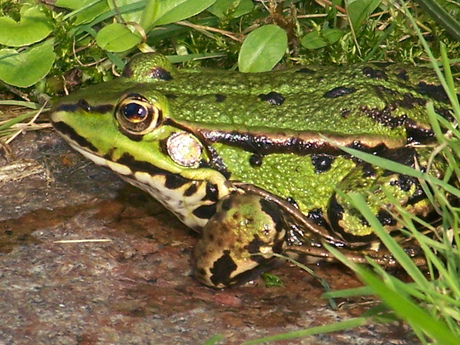 groene kikker