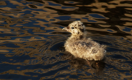 klein meeuwtje