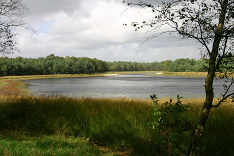 Vennetje in het bos