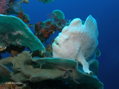 Frogfish