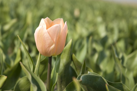 één tulp maakt nog geen lente