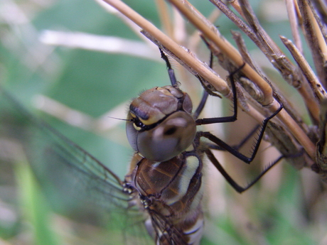 Libelle