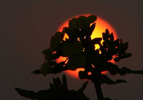 Zonnig silhouet