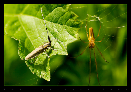 Distelboktor met spin