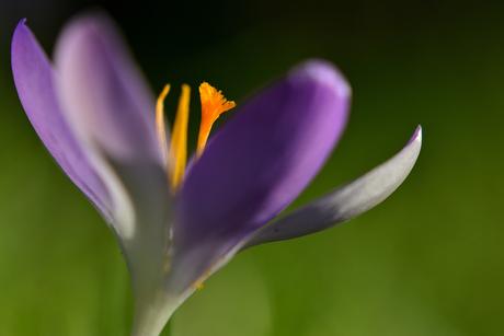 crocus closer 2