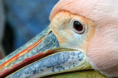 Birds eye view