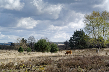 Heide bij Garderen