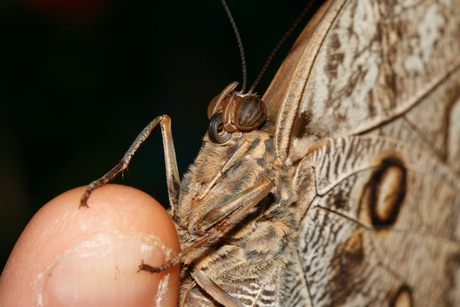 Caligo Memnon