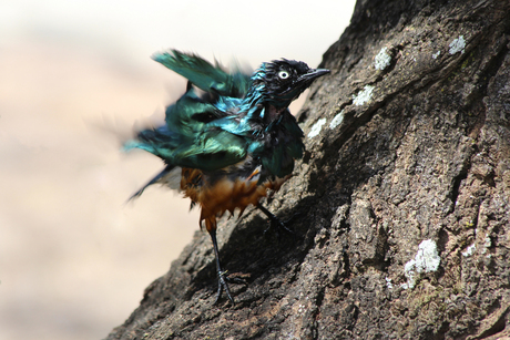 driekleurige glansspreeuw in de Serengeti