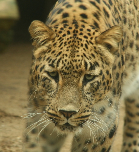 29-03-08 dierenpark amersfoort