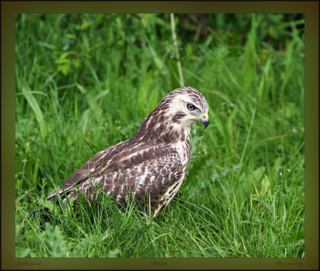 Buizerd