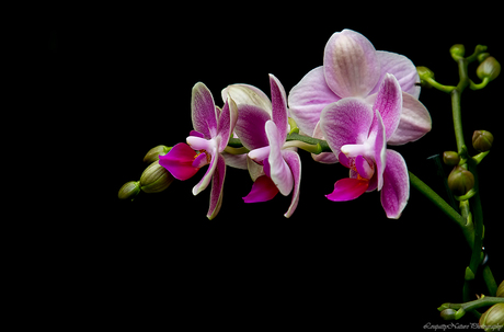 Orchideehoeve